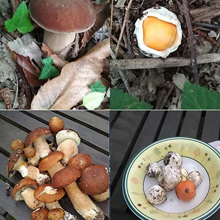 Danti La Giara * 산타 피오라